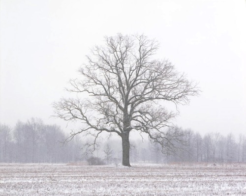 Old Growth Oak, Great Swamp National Wildlife Refuge, NJ (MF).jpg